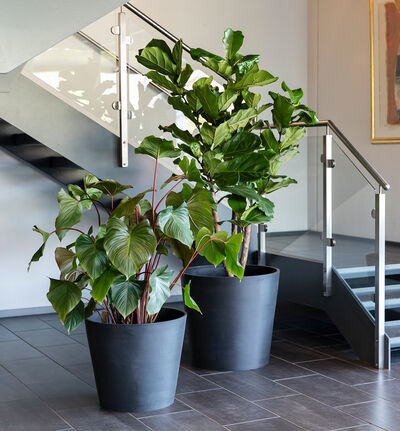 Homalomena   Homalomena